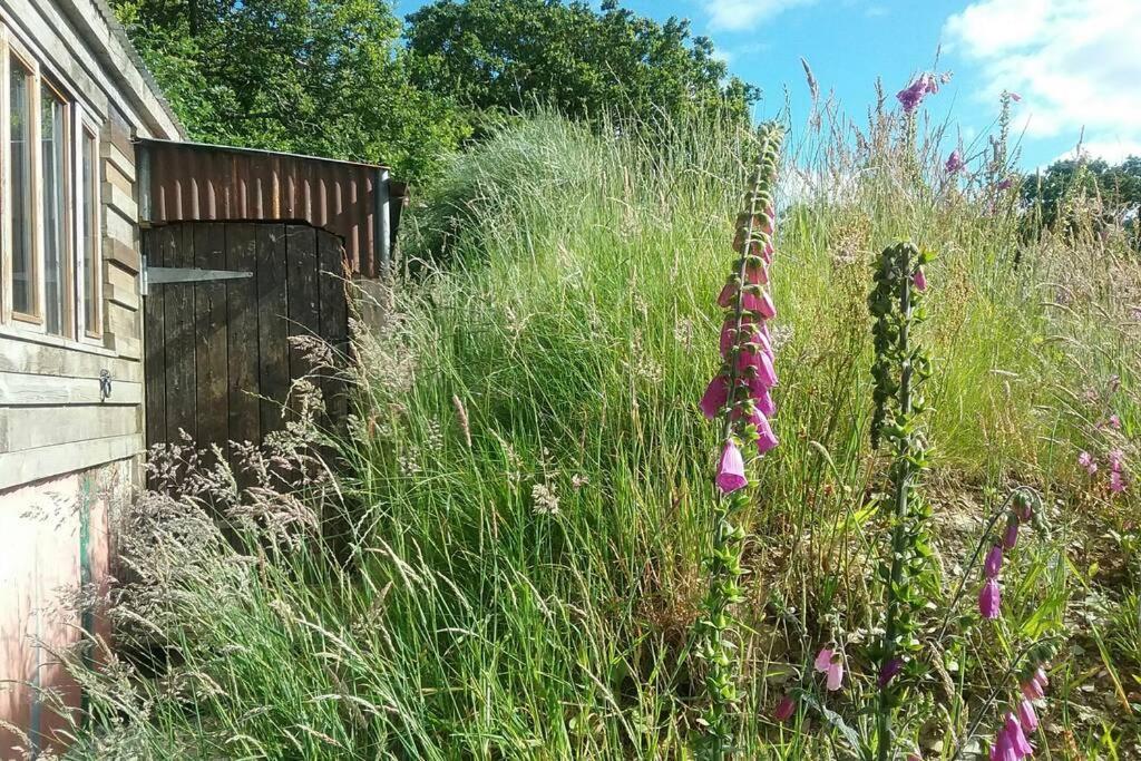 Foxesden, Unique Eco Cabin, Dartmoor Views South Brent Dış mekan fotoğraf